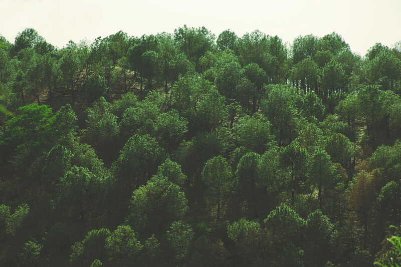 dense forest on a hillside