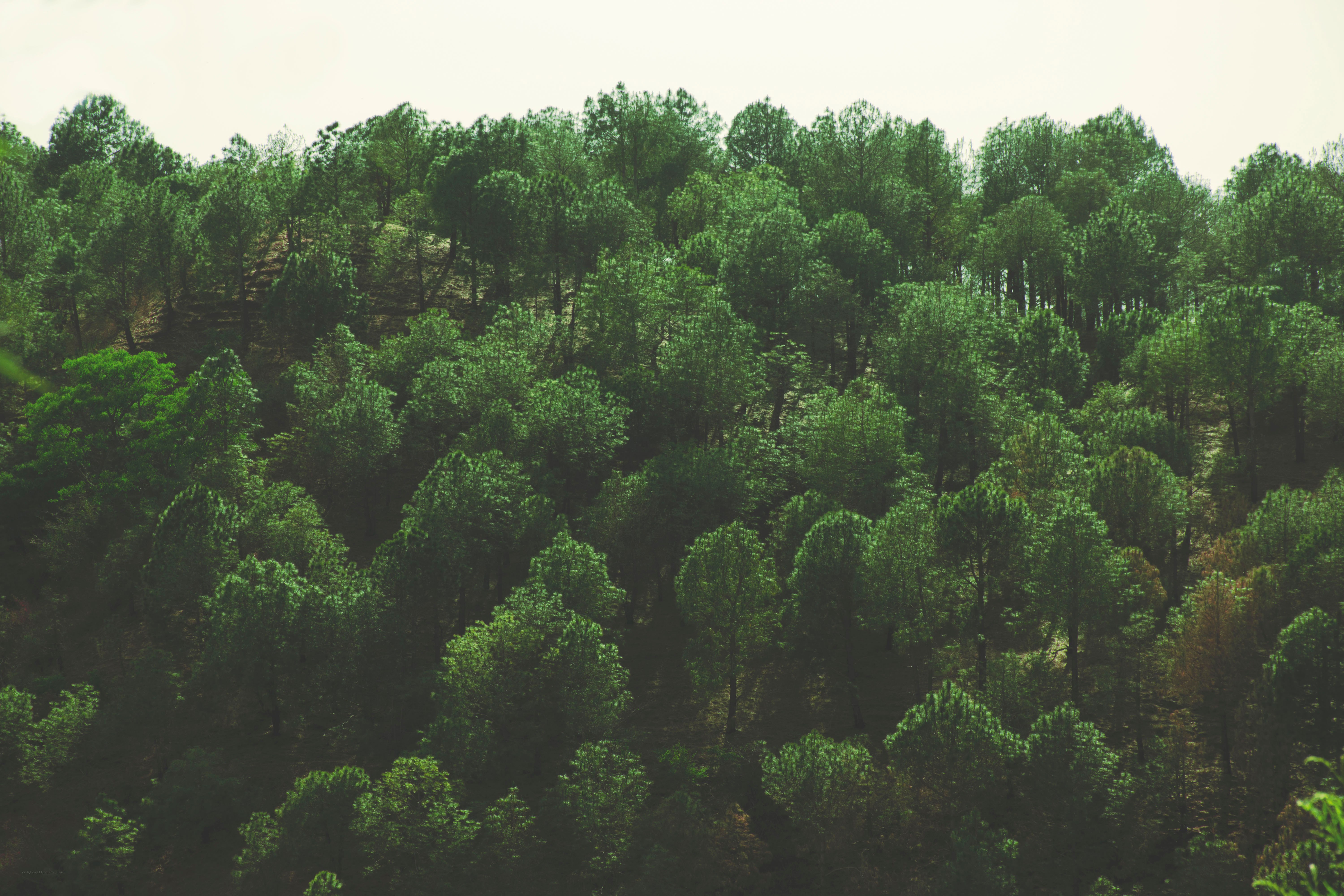 dense forest on a hillside