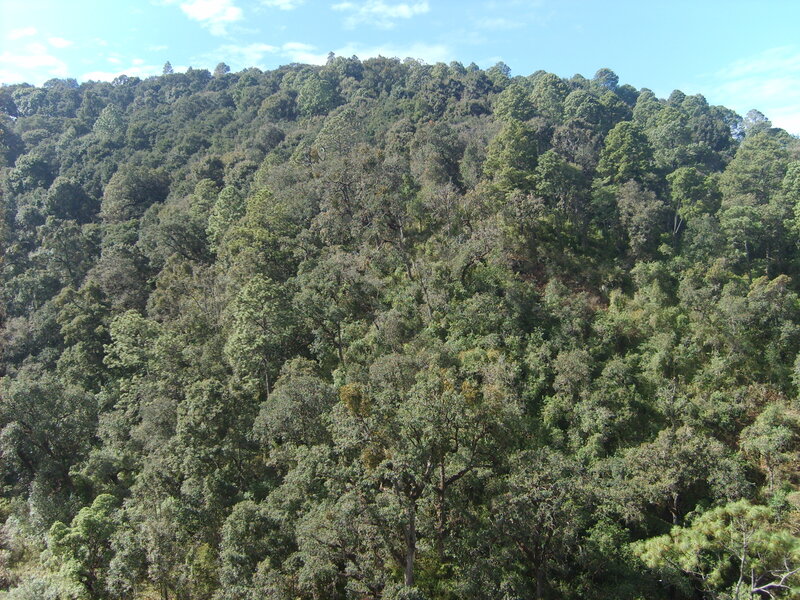 Dense Forest on Hillside — Green