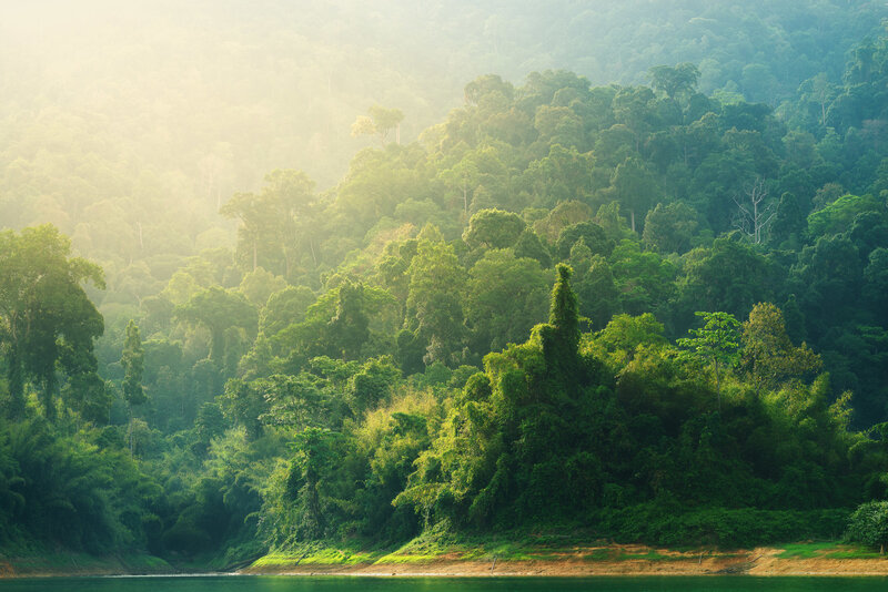 Dense Forest on Hillside