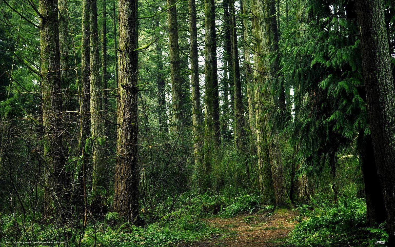 dense forest path