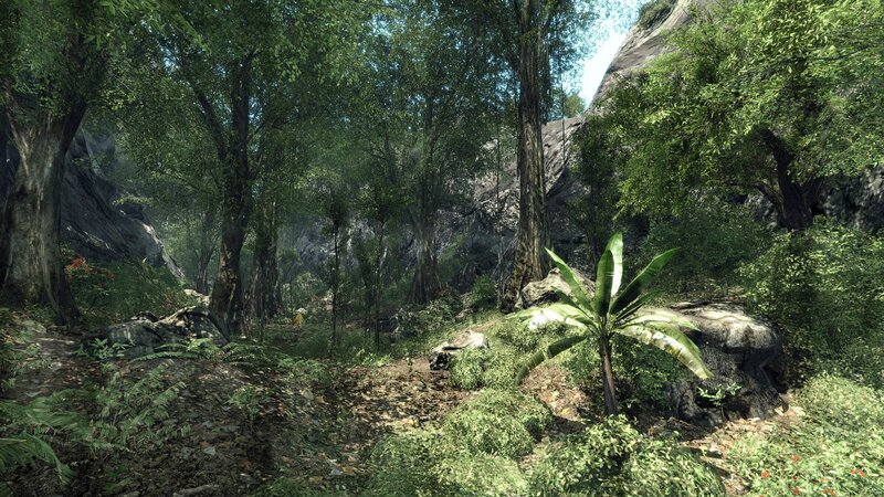 dense forest path