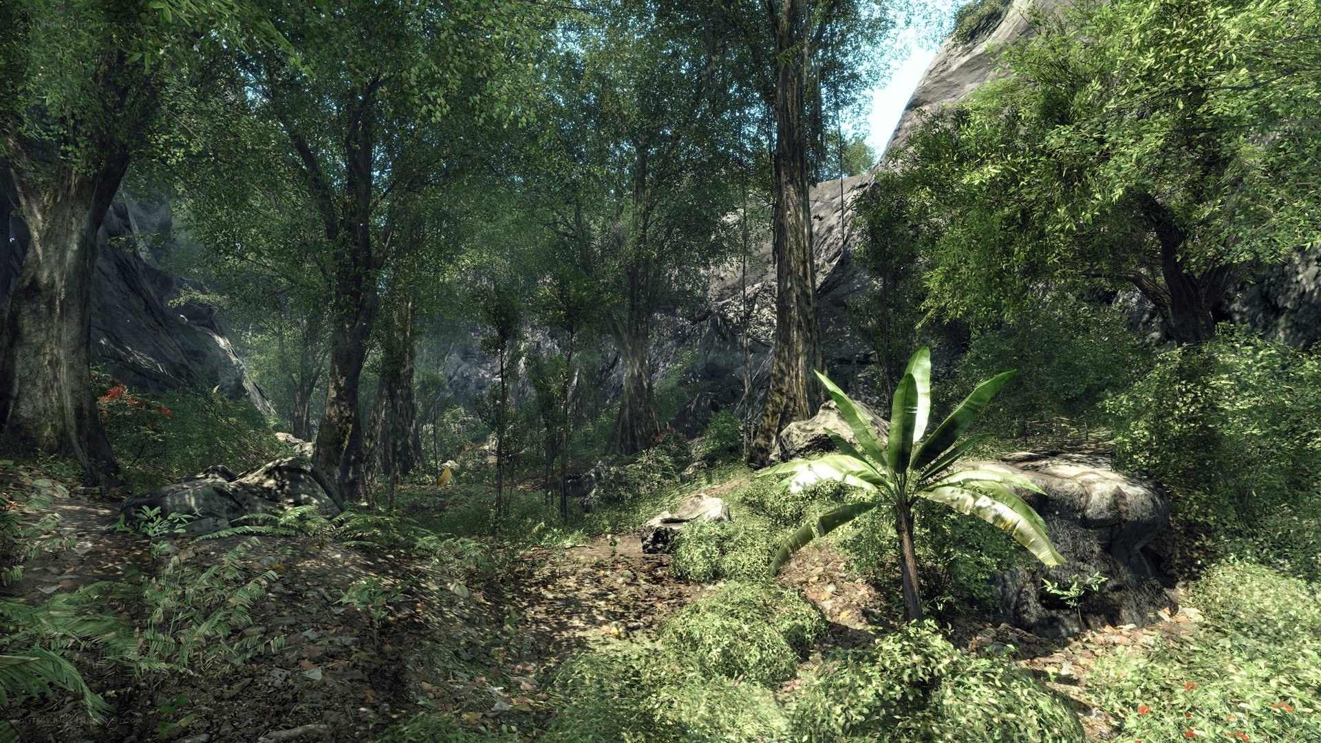 dense forest path
