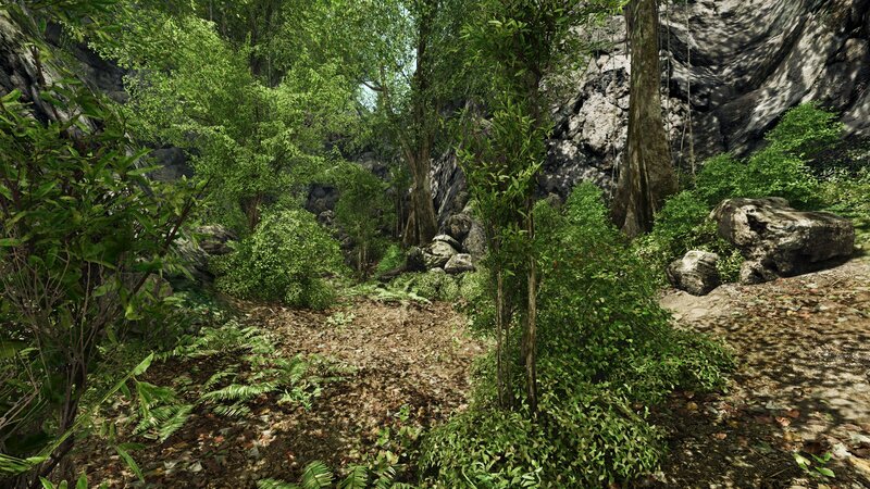 dense forest path