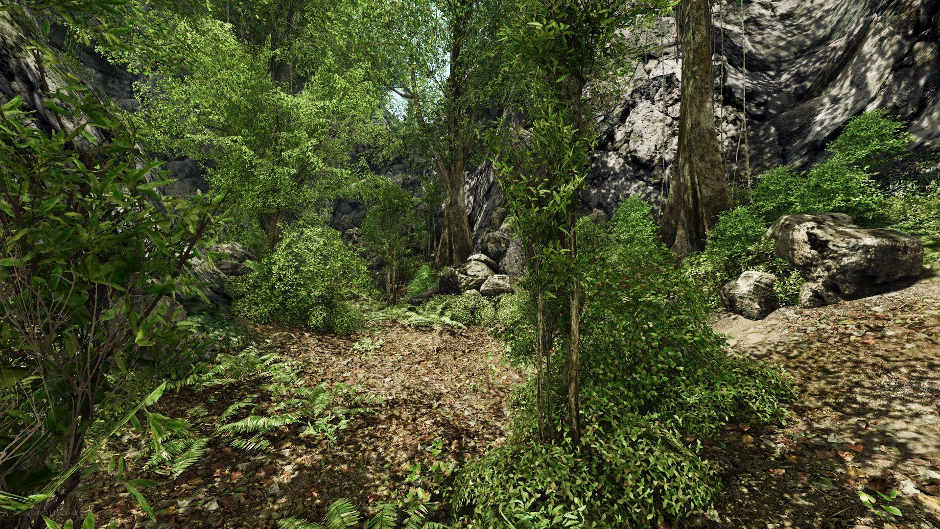 dense forest path