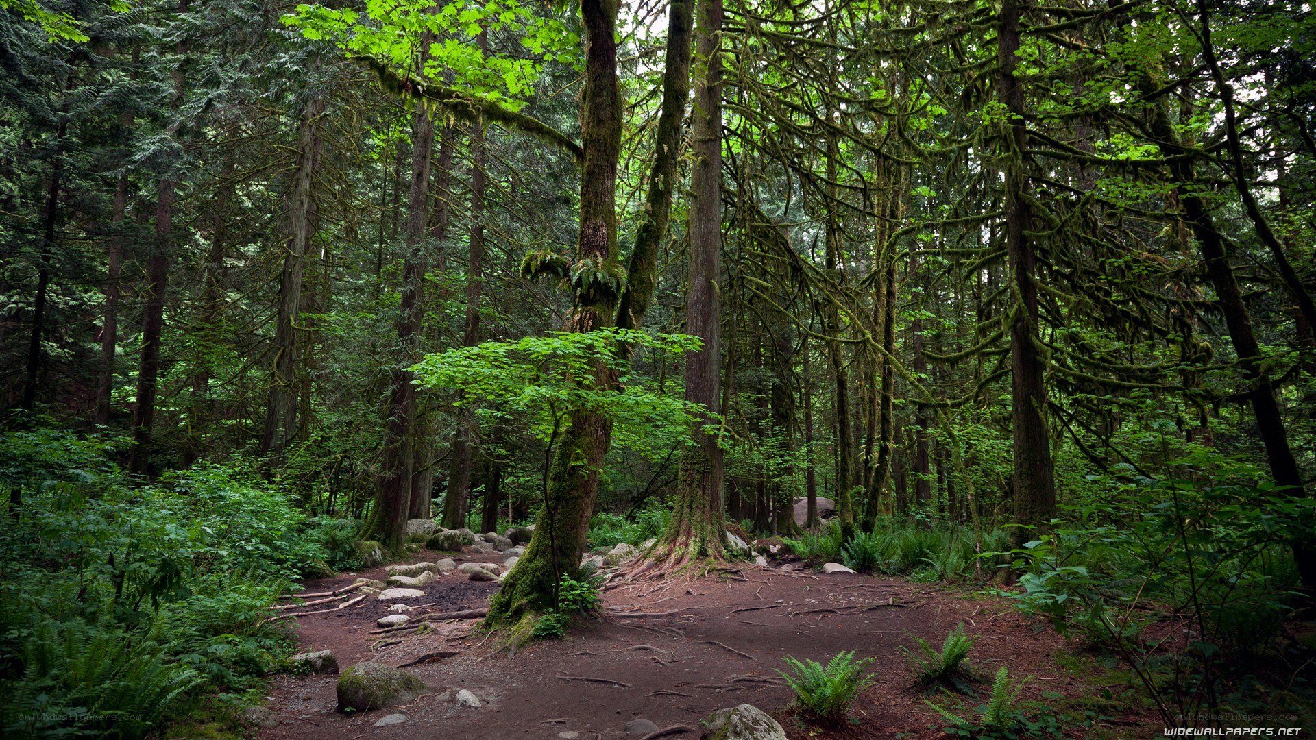 dense forest path