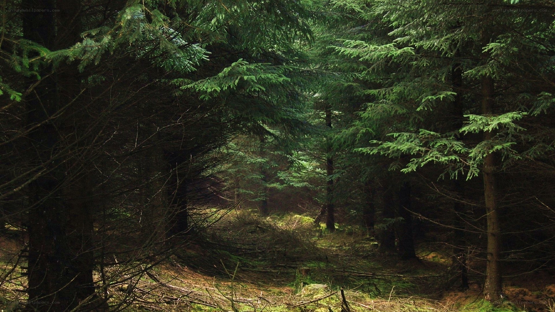 dense forest path