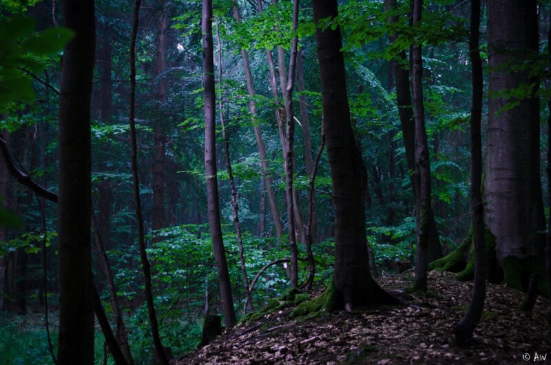 Dense Forest Path — Green, Dark, Night