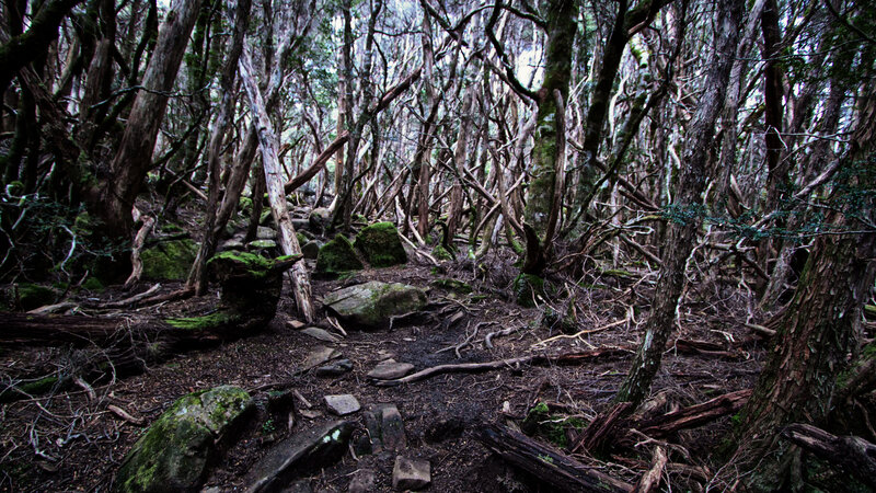 Dense Forest Path — Green, Dark