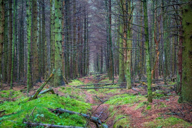 Dense Forest Path — Green, Serene
