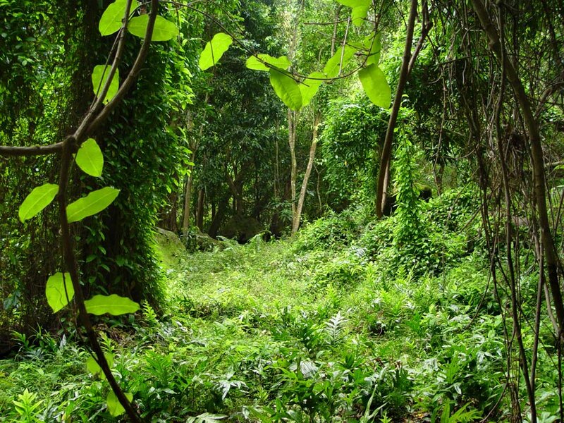 Dense Forest Path — Green