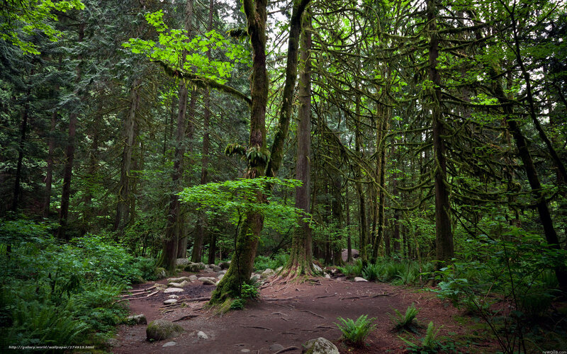 dense forest path