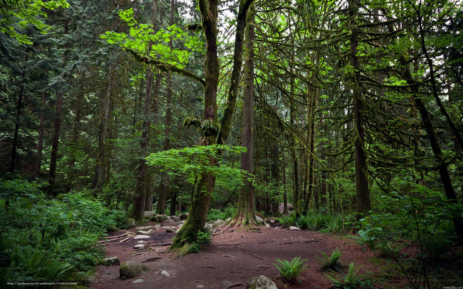 dense forest path