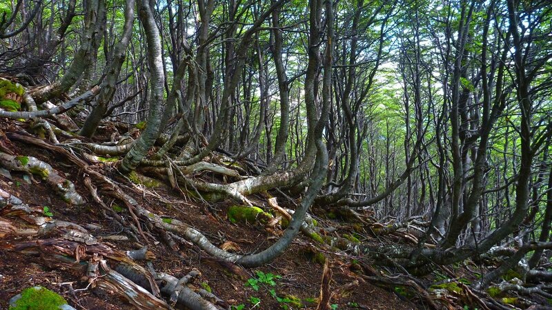 Dense Forest Roots