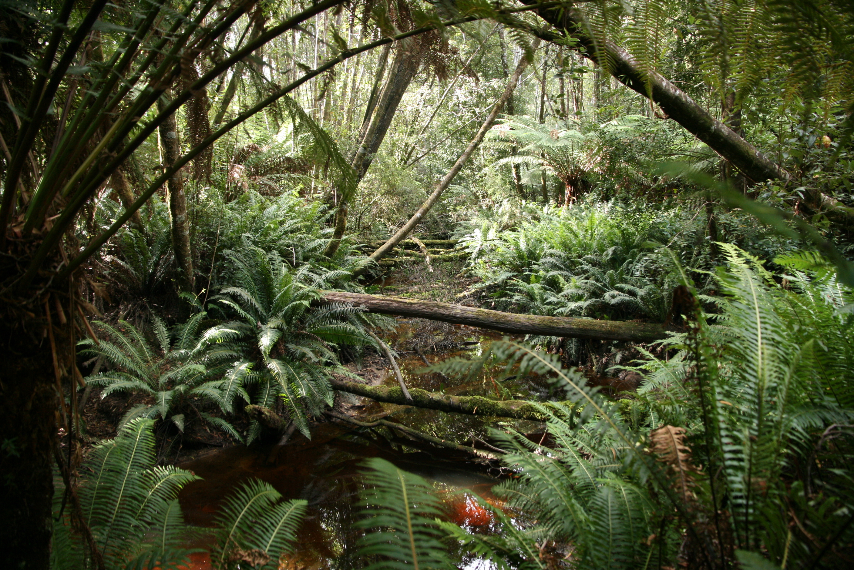dense forest stream with ferns