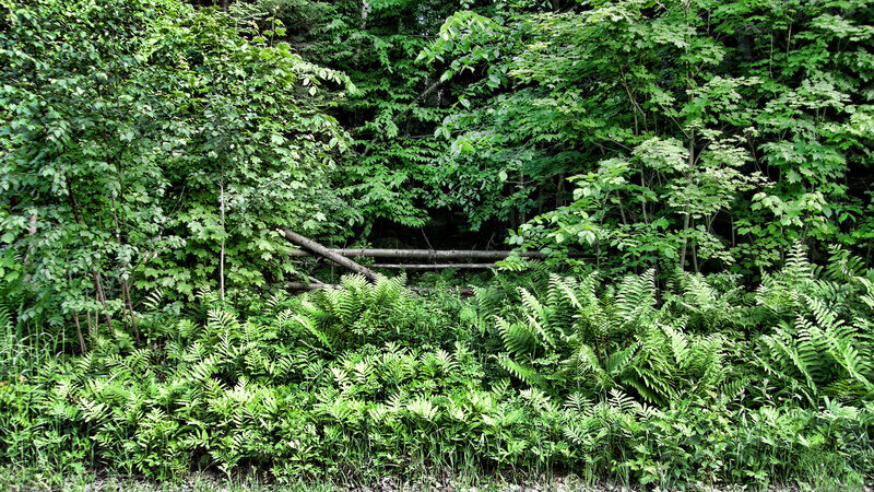 Dense Forest Undergrowth — Green, Lush, Afternoon