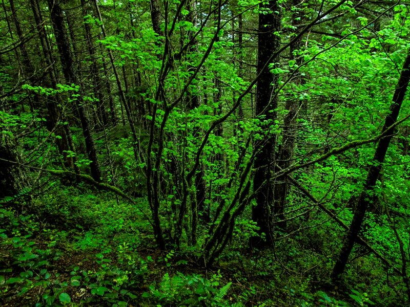 Dense Forest Undergrowth — Green, Lush, Morning