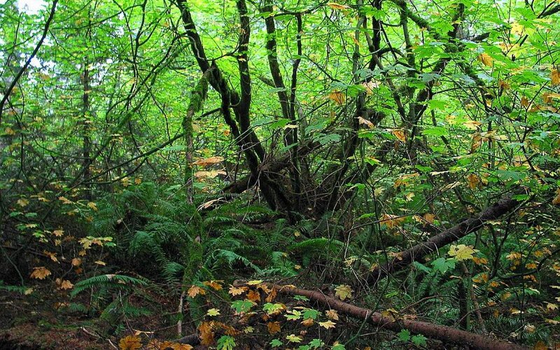 Dense Forest Undergrowth — Green, Lush