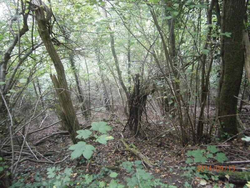 Dense Forest Undergrowth — Green, Natural