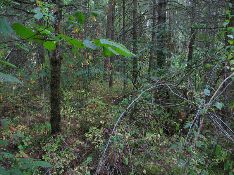 Dense Forest Undergrowth — Green