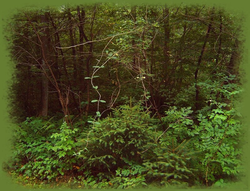 Dense Forest Undergrowth