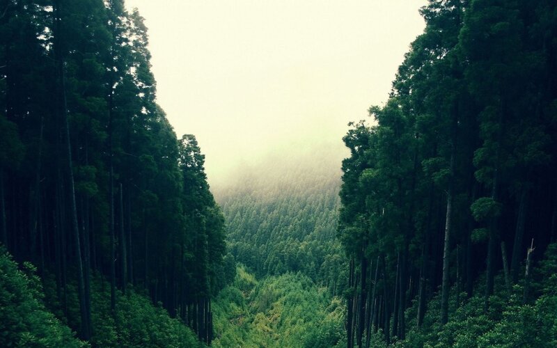 Dense Forest Valley — Green, Misty