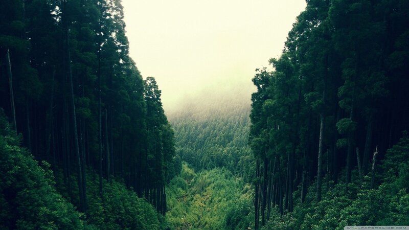 Dense Forest Valley — Green, Serene, Morning, Photograph