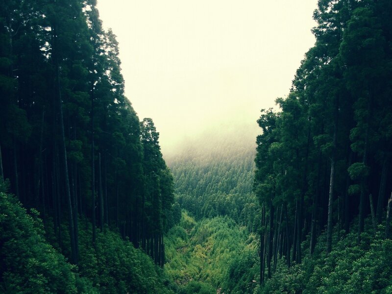 Dense Forest Valley — Green, Serene, Morning, Photograph, Trees, Fog, Gray