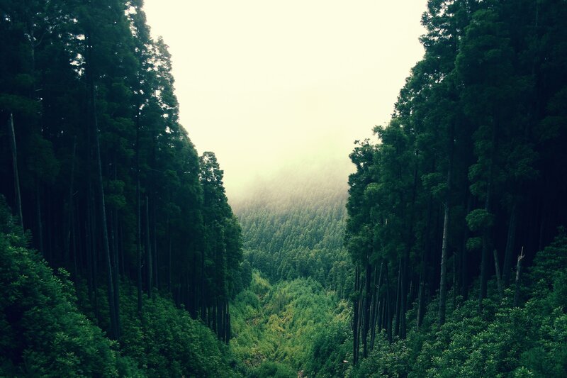 Dense Forest Valley — Green, Serene, Morning