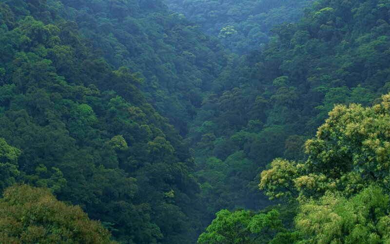 Dense Forest Valley — Green, Serene, Photograph