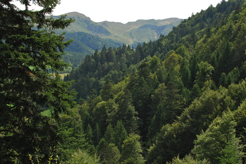Dense Forest Valley — Green