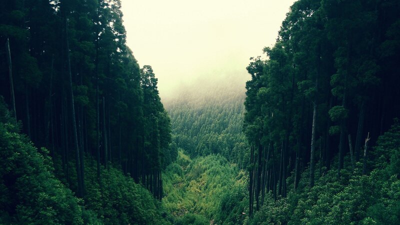 dense forest valley view