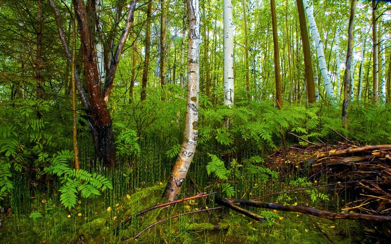 dense forest with birch trees