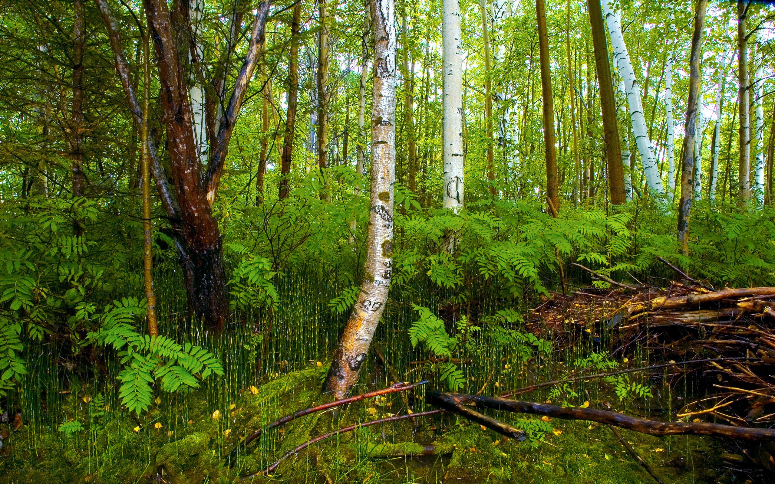 dense forest with birch trees