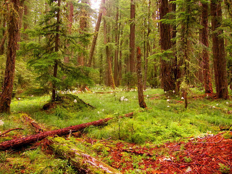 Dense Forest with Fallen Logs