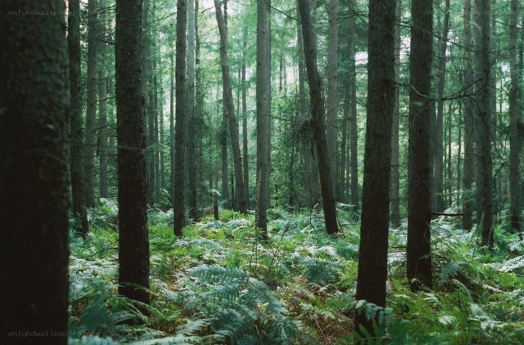 dense forest with ferns