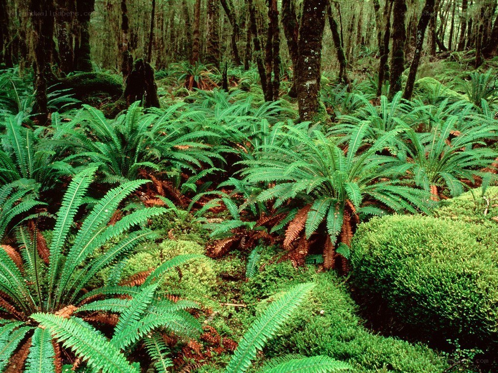 dense forest with ferns
