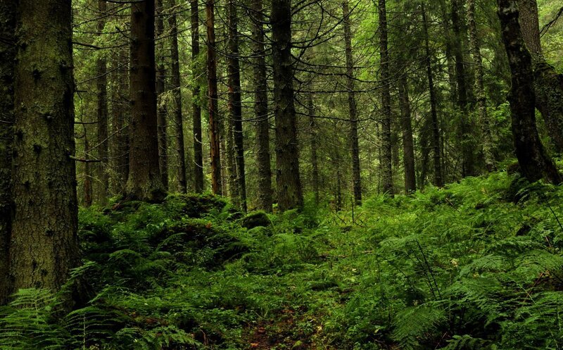 dense forest with ferns