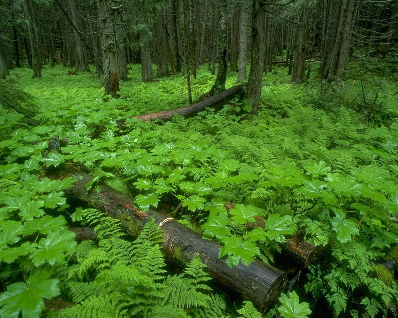 dense forest with ferns and logs