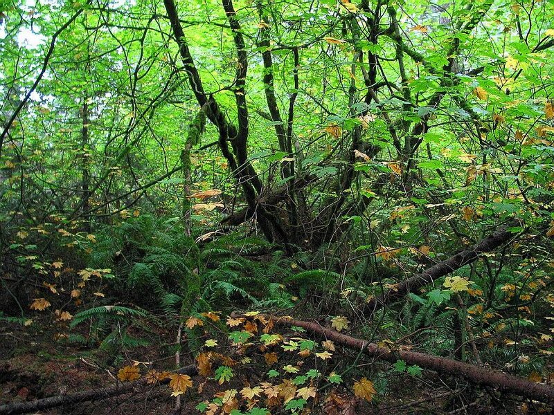 dense forest with ferns and moss