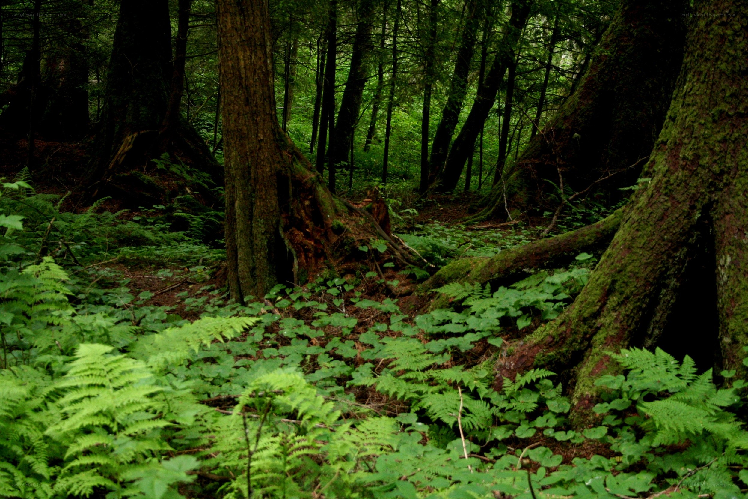 dense forest with ferns and moss