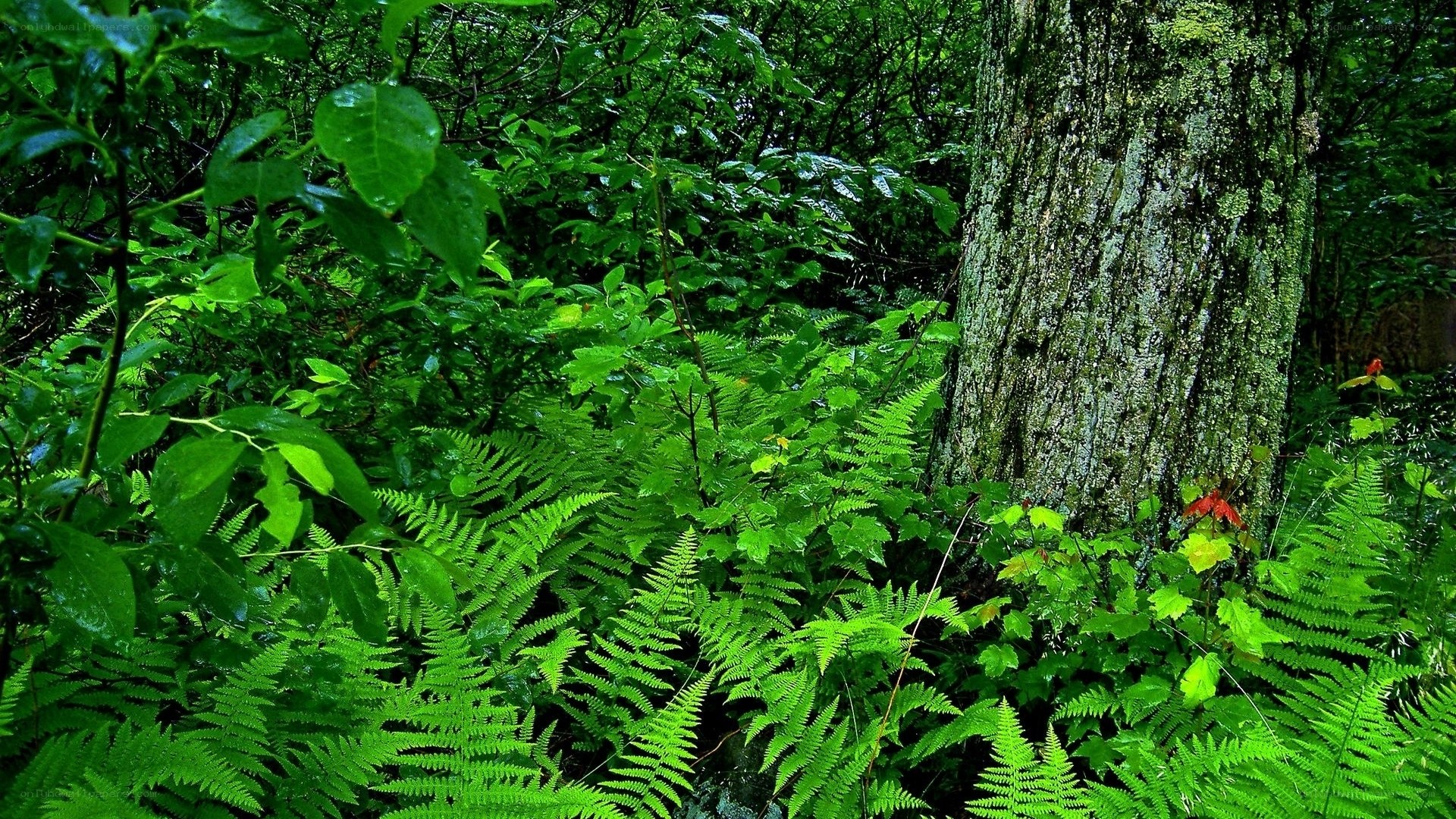 dense forest with ferns and tree