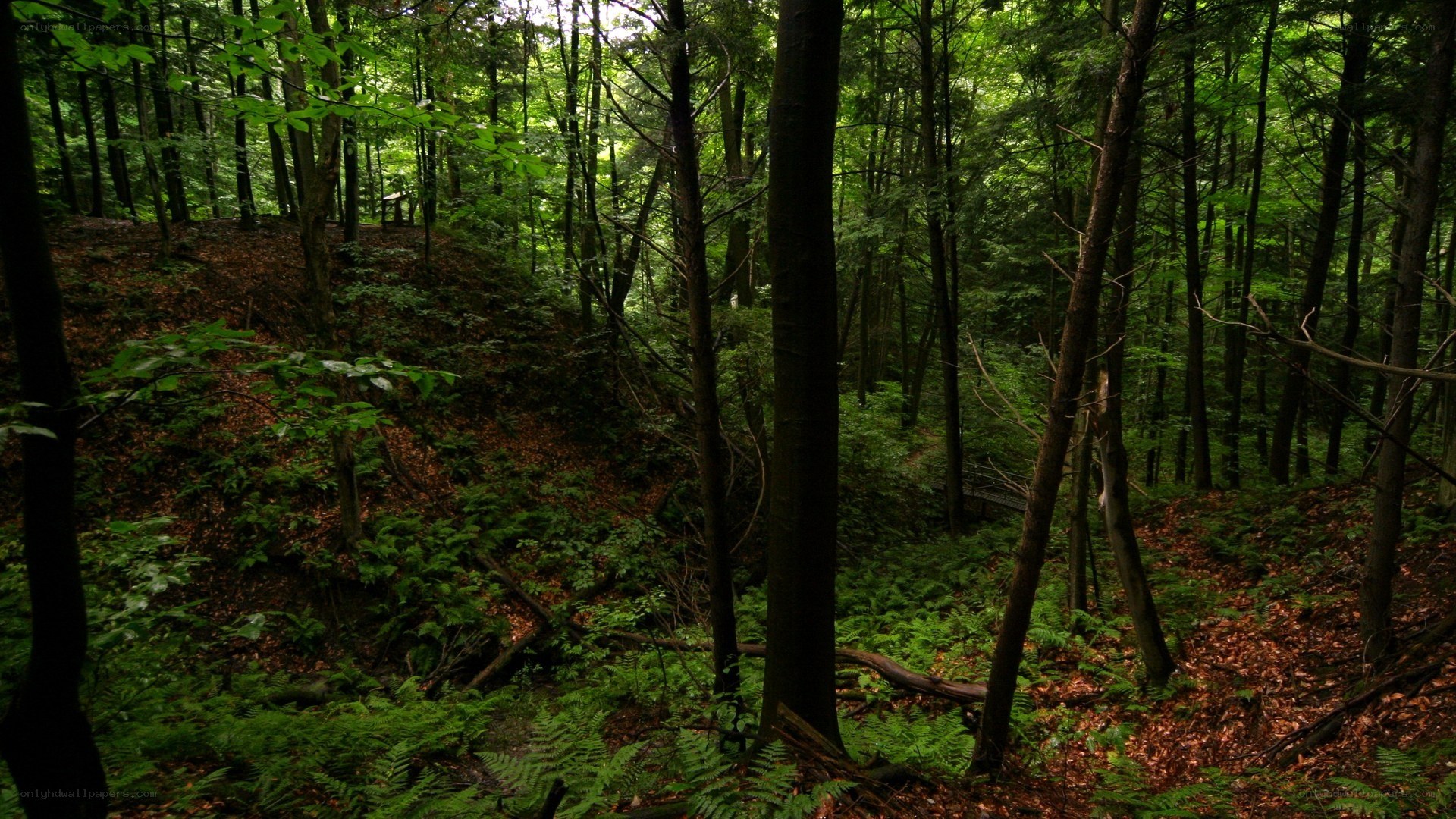 dense forest with ferns and trees