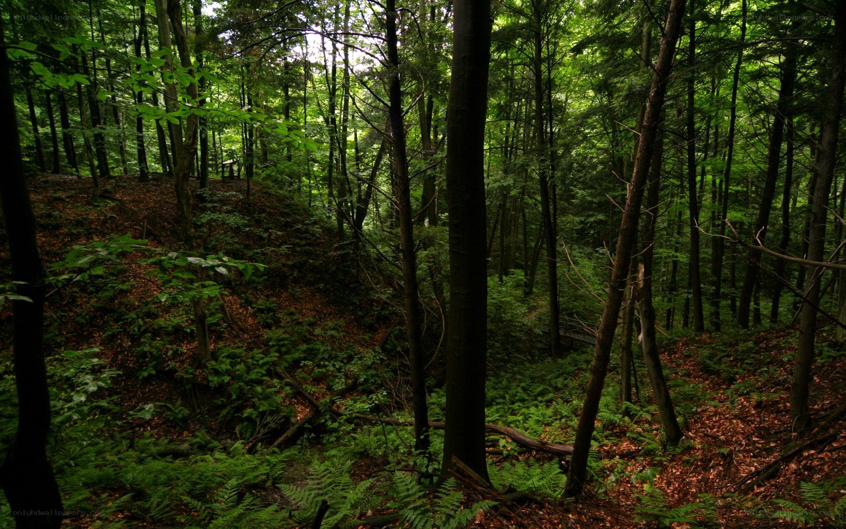 dense forest with ferns and trees