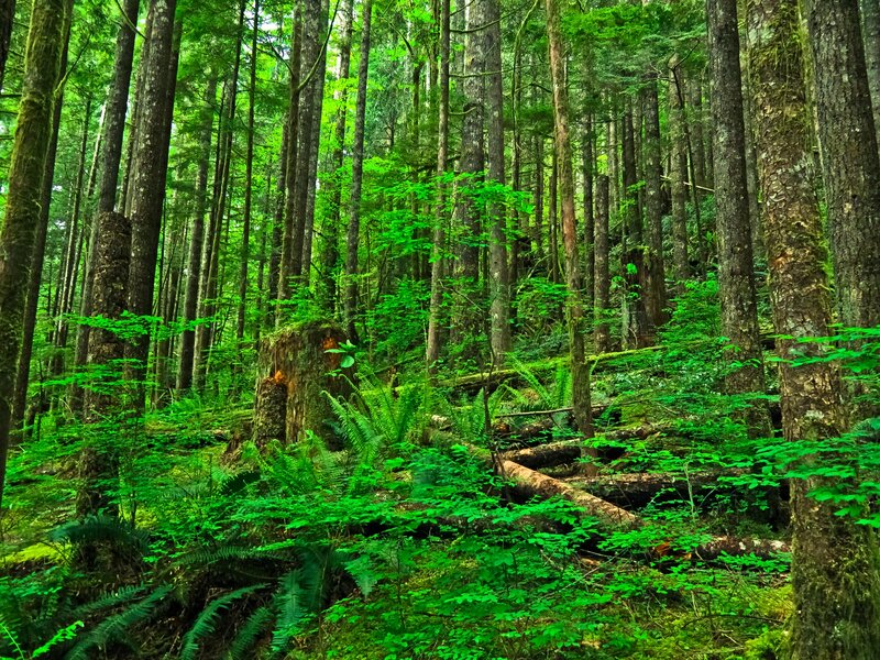 Dense Forest with Ferns — Green, Lush, Afternoon