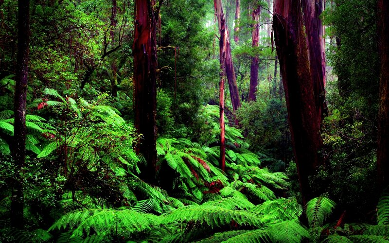 Dense Forest with Ferns — Green, Lush, Photograph