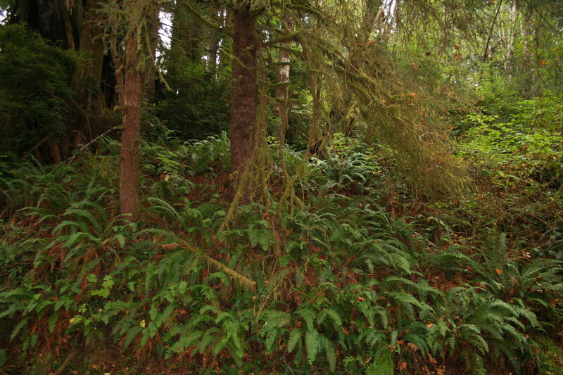 Dense Forest with Ferns — Green, Lush