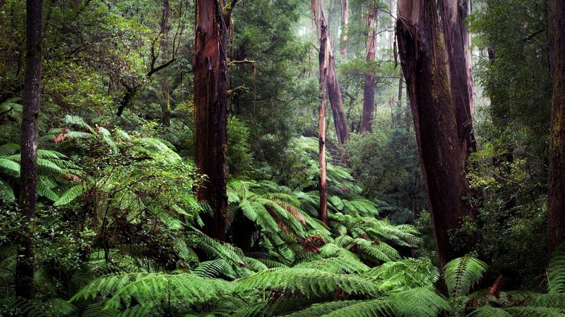 Dense Forest with Ferns — Green, Moody, Photograph