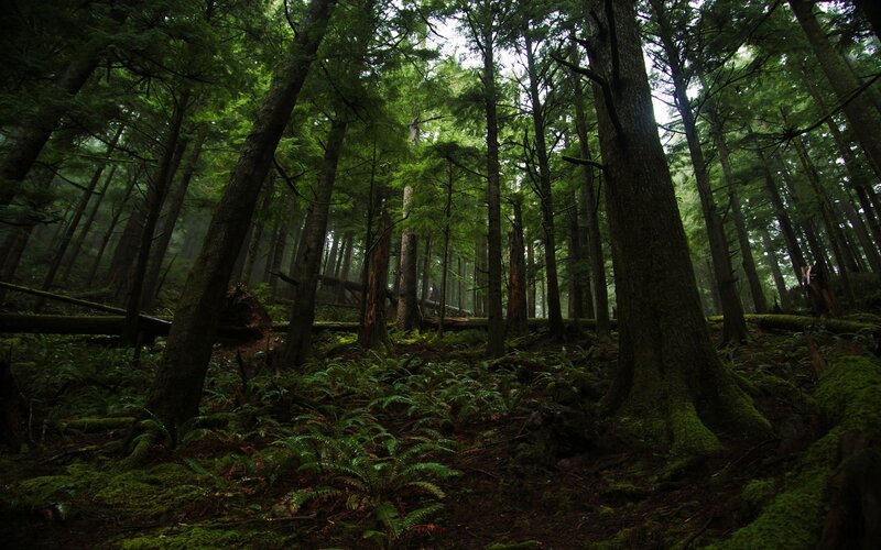 Dense Forest with Ferns — Green, Moody