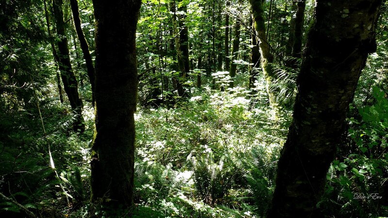 Dense Forest with Ferns — Green, Serene, Afternoon, Photograph, Trees